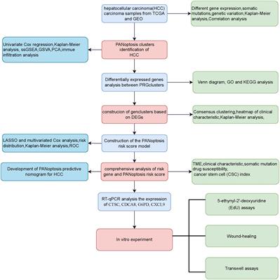Identification of PANoptosis-related subtypes, construction of a prognosis signature, and tumor microenvironment landscape of hepatocellular carcinoma using bioinformatic analysis and experimental verification